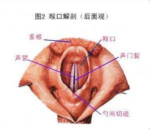 治疗咽部异物需要多少